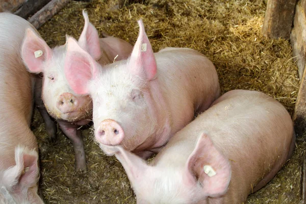 Cerdo Cerdos Actitud Adecuada —  Fotos de Stock