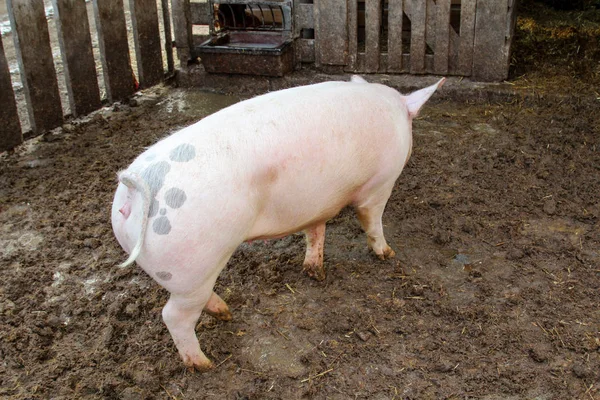 Pig Pigs Appropriate Attitude — Stock Photo, Image