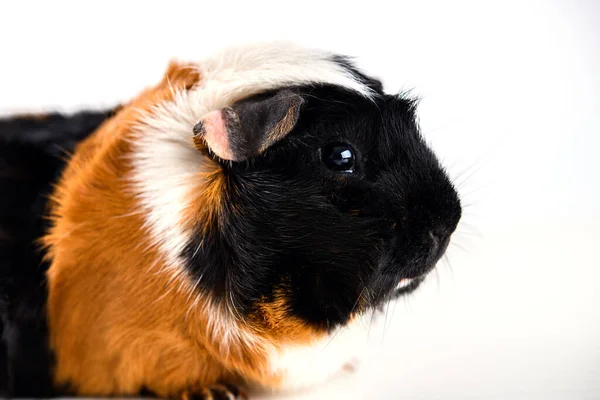 Schwarze Weiße Und Rote Meerschweinchen Vor Weißem Hintergrund — Stockfoto