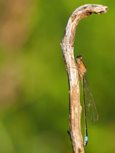 Odonata Libélula Flora Natureza — Fotografia de Stock