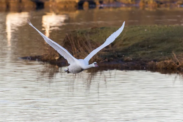 Cisne Casca Cygnus Olor — Fotografia de Stock