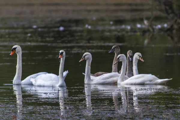 Łabędź Husk Cygnus Olor — Zdjęcie stockowe