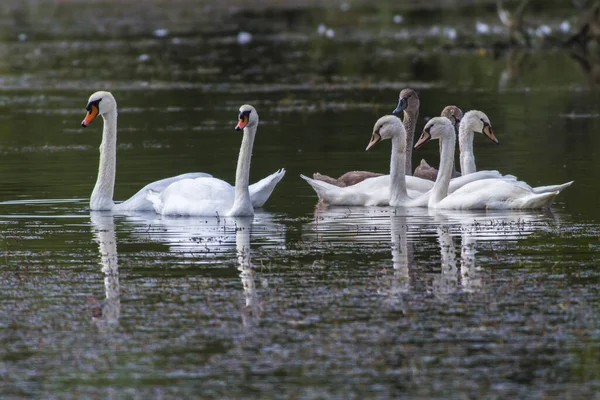 Łabędź Husk Cygnus Olor — Zdjęcie stockowe