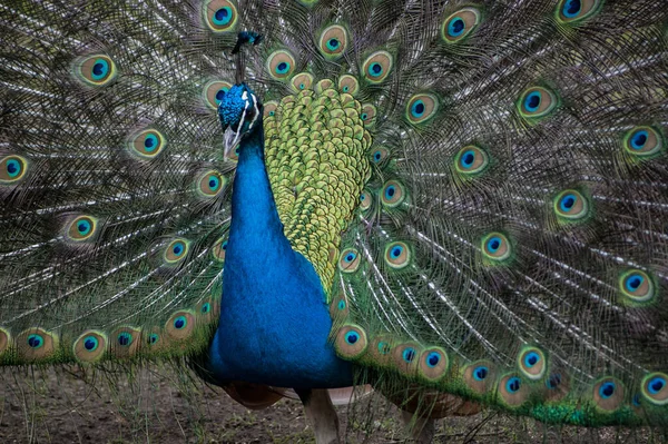 Vederjurk Van Pauw — Stockfoto