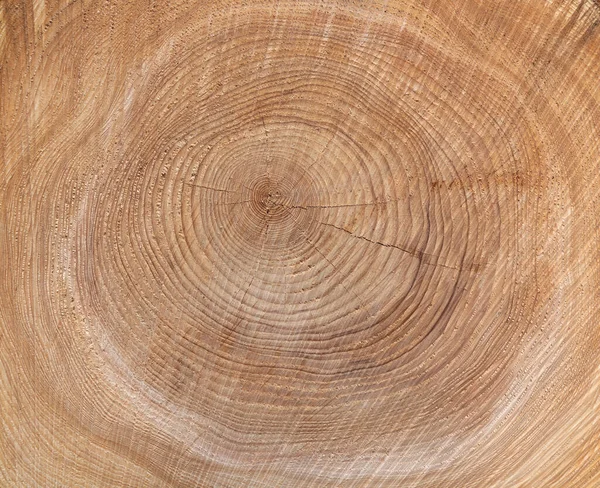 texture of the annual rings of a tree in closeup