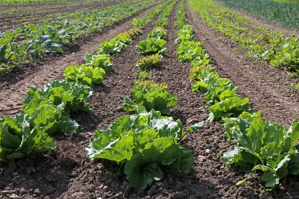 Zöldség Termőföld Batáviai Salátával Hagymával Karalábéval — Stock Fotó