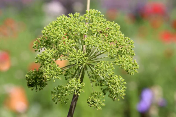 Prawdziwa Angelica Angelica Archangelica — Zdjęcie stockowe