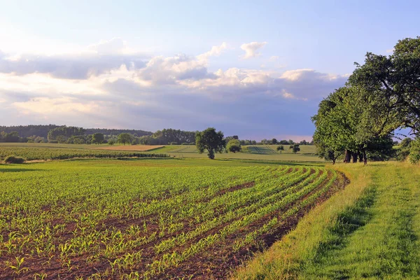 Сільськогосподарські Сільськогосподарські Угіддя Сільське Кукурудзяне Поле — стокове фото