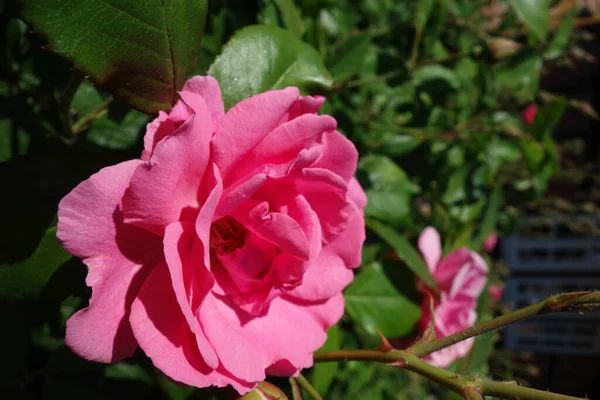 Розовые Розы Растут Открытом Воздухе — стоковое фото