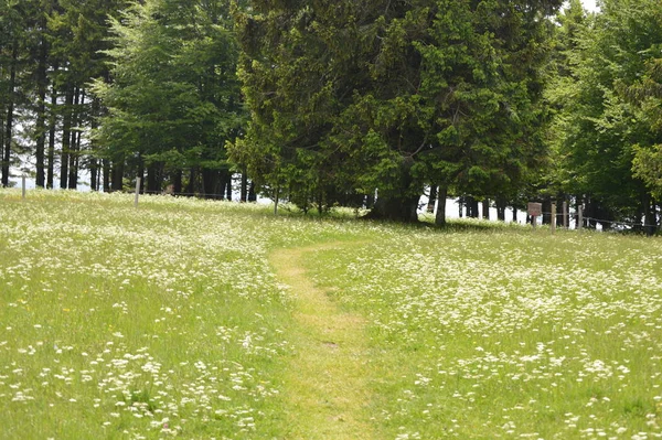 Uitzicht Prachtige Groene Weide — Stockfoto