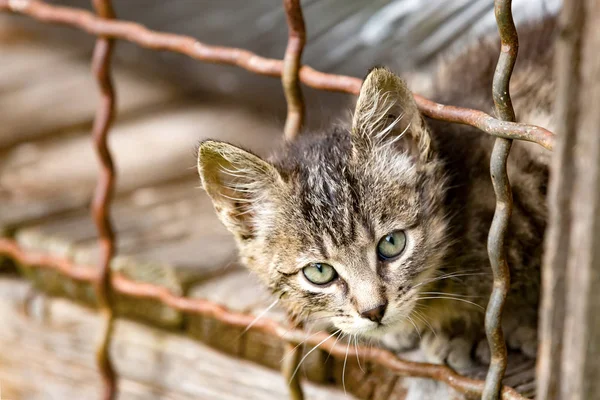 Retrato Lindo Gato — Foto de Stock