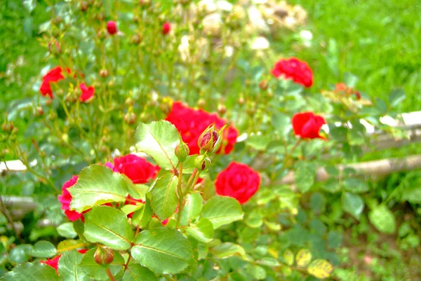 俄罗斯 花园中明亮的红茶玫瑰 — 图库照片