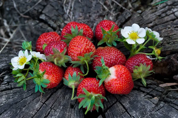 Strawberries Lie Wooden Stump Minimalism Nature Old Dark Wood — Stock Photo, Image