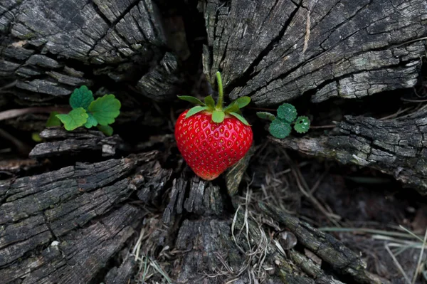 Erdbeeren Liegen Auf Einem Holzstumpf Minimalistisch Der Natur Alter Dunkler — Stockfoto