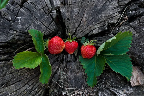Aardbeien Liggen Een Houten Stomp Minimalisme Natuur Oud Donker Hout — Stockfoto