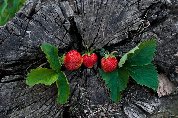 Erdbeeren Liegen Auf Einem Holzstumpf Minimalistisch Der Natur Alter Dunkler — Stockfoto