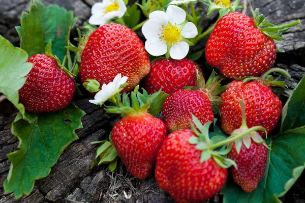 Erdbeeren Liegen Auf Einem Holzstumpf Minimalistisch Der Natur Alter Dunkler — Stockfoto