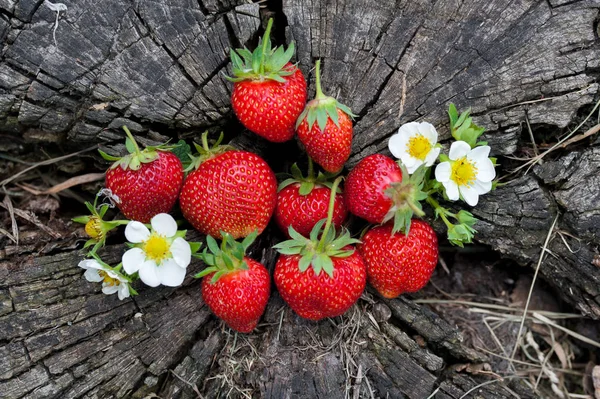 Strawberries Lie Wooden Stump Minimalism Nature Old Dark Wood — Stock Photo, Image