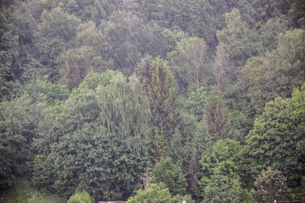 Zware Regen Het Bos — Stockfoto
