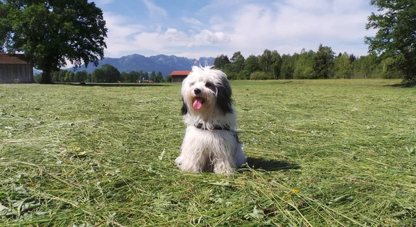 Tibet Terrier Rassehund Prado — Fotografia de Stock