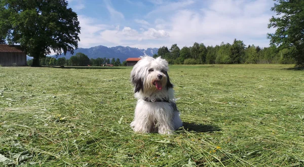 Tibetan Terrier Cão Raça Pura Prado — Fotografia de Stock