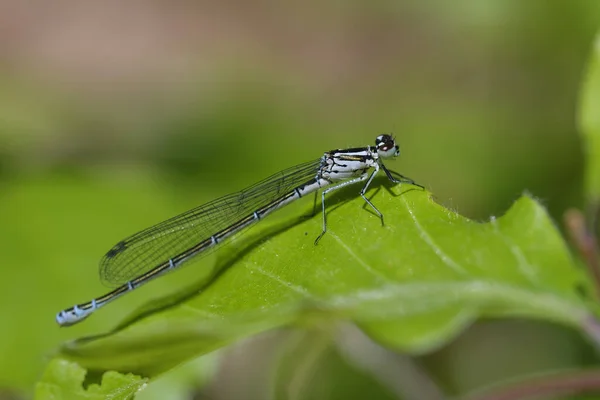 宏图中的Azurjungfer Coenagrion — 图库照片