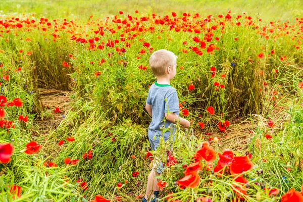 Kleiner Süßer Junge Feld Mit Roten Mohnblumen — Stockfoto