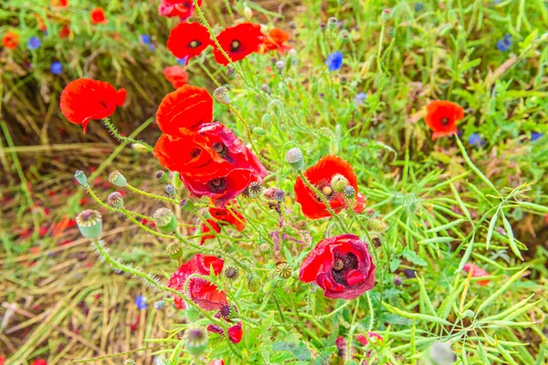 Tierna Toma Amapolas Rojas Campo — Foto de Stock