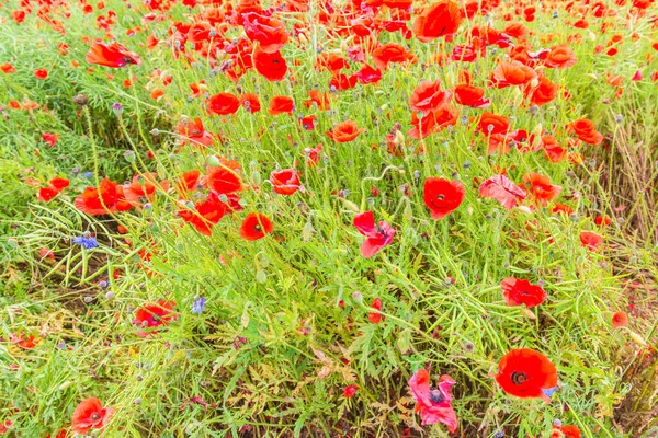 Tender Shot Red Poppies Field — Stock Photo, Image