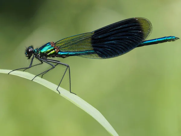 Banded Nádherný Libelle Male — Stock fotografie