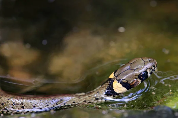Mała Natrysk Pierścieniowy Natrix Natrix Pływa Naszym Stawie Ogrodowym — Zdjęcie stockowe