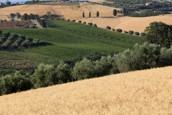 Panorámás Kilátás Nyílik Olajfa Szőlő Gazdaságok Dombok Abruzzo Olaszország — Stock Fotó