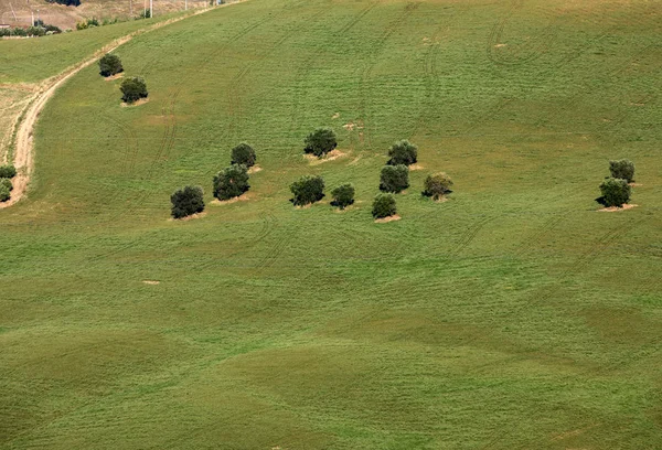 Vista Olivais Colinas Rolantes Abruzzo Itália — Fotografia de Stock