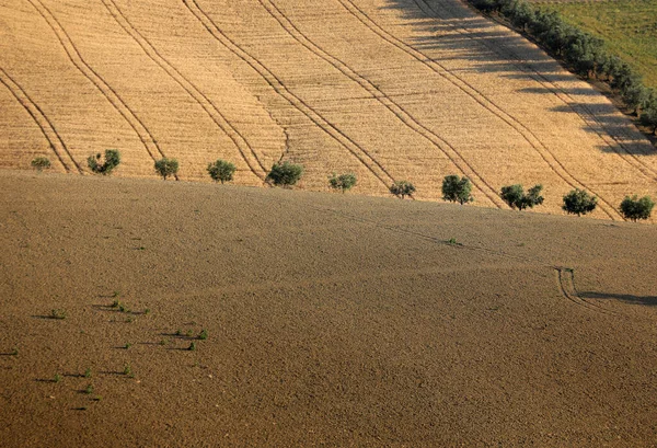 Olivenbäume Zwischen Wachsendem Getreide Auf Sanften Hügeln Der Abruzzen Italien — Stockfoto