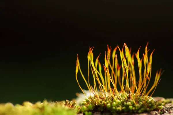 Piękne Botaniczne Ujęcie Naturalna Tapeta — Zdjęcie stockowe