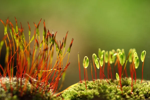 Piękne Botaniczne Ujęcie Naturalna Tapeta — Zdjęcie stockowe