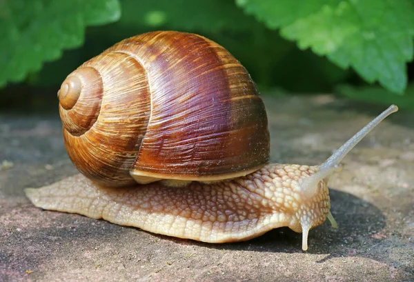 Snail Helix Pomatia Крупным Планом — стоковое фото