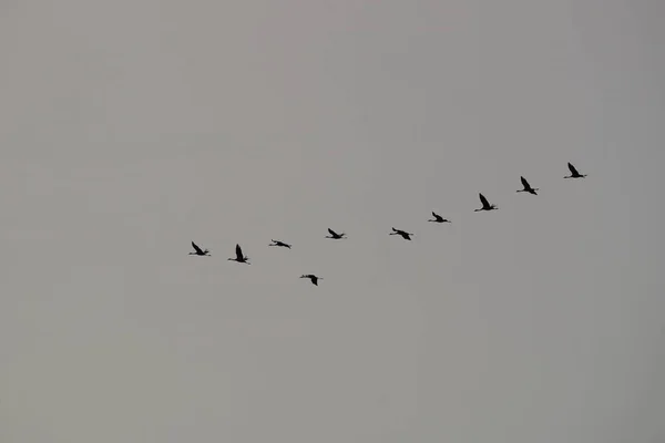 Guindastes Céu — Fotografia de Stock