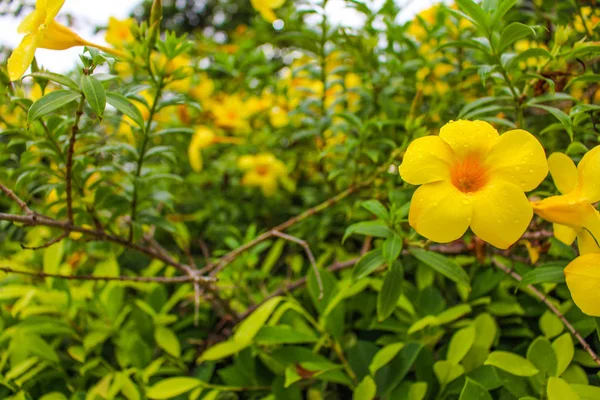 Krzew Żółtych Kwiatów Parku — Zdjęcie stockowe
