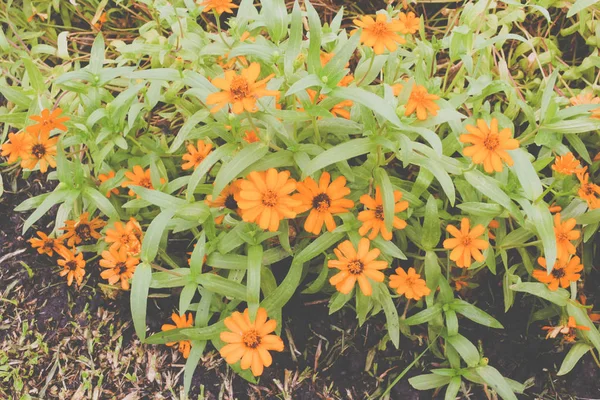 公園のオレンジの花のブッシュ — ストック写真