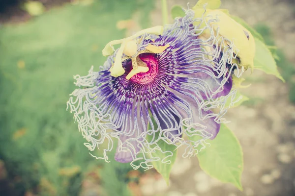 Uma Flor Purpla Parque — Fotografia de Stock