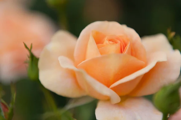 Fote Una Rosa Color Albaricoque — Foto de Stock