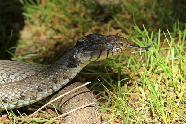 난장이 직전의 나인스 베티카 — 스톡 사진