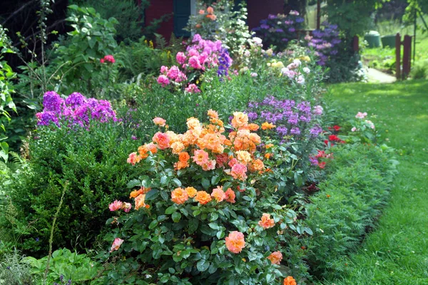 Rüben Garten — Stockfoto