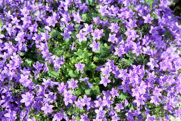 Piękne Botaniczne Ujęcie Naturalna Tapeta — Zdjęcie stockowe