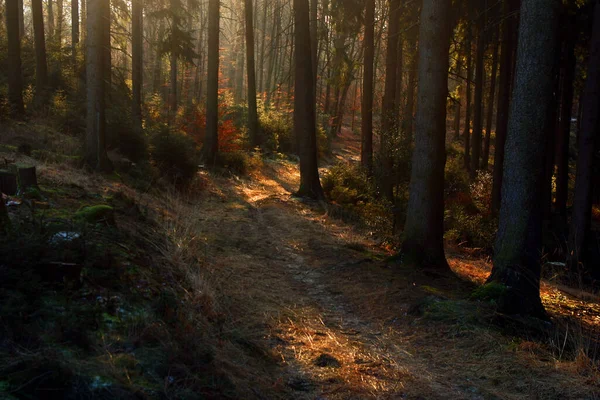 Pierwszych Przymrozków Lesie Jesienią — Zdjęcie stockowe