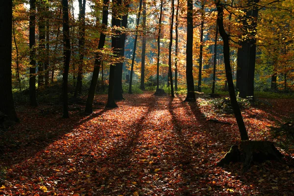 Sombra Longa Floresta Outono — Fotografia de Stock