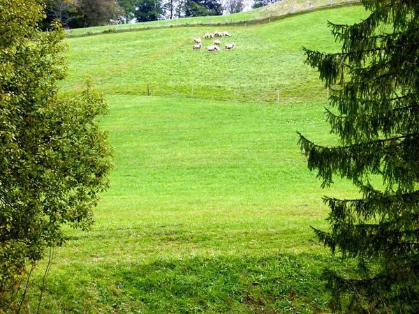 Flock Sheep Steep Cattle Pasture — Stock Photo, Image