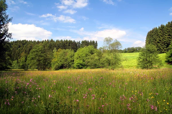 Vue Sur Belle Prairie Verte — Photo