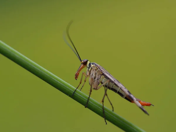 Common Scorpion Fly Insect Floral Nature — Stock Photo, Image